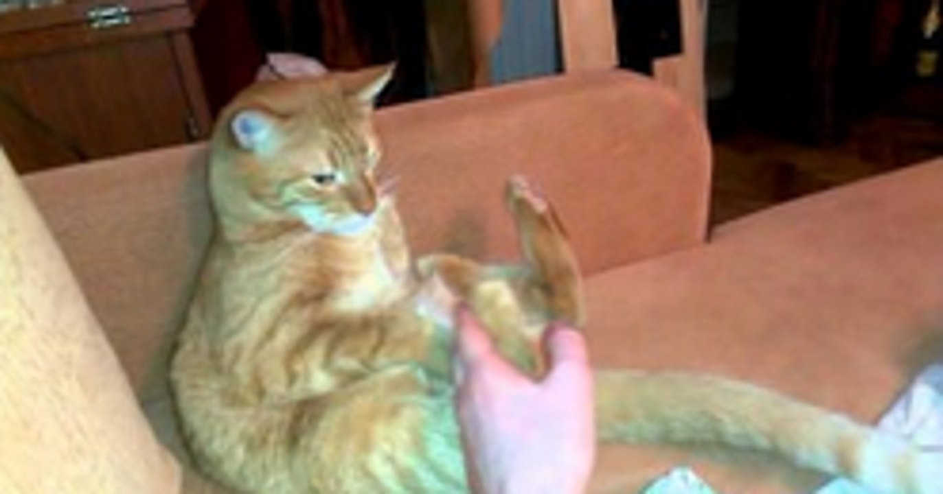 Watch This Cat Keep Hitting Himself In The Face