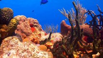 Coral Reefs 14