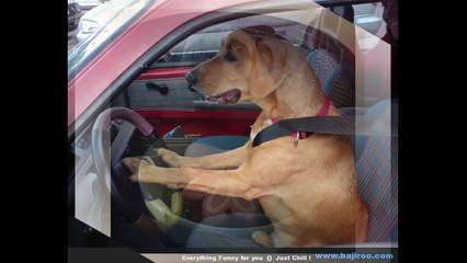 funny dog videos compilation try not to laugh   funny dog 2015 part 1