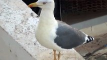 mewa romańska (Larus michahellis), Yellow-legged Gull, Mittelmeermöwe