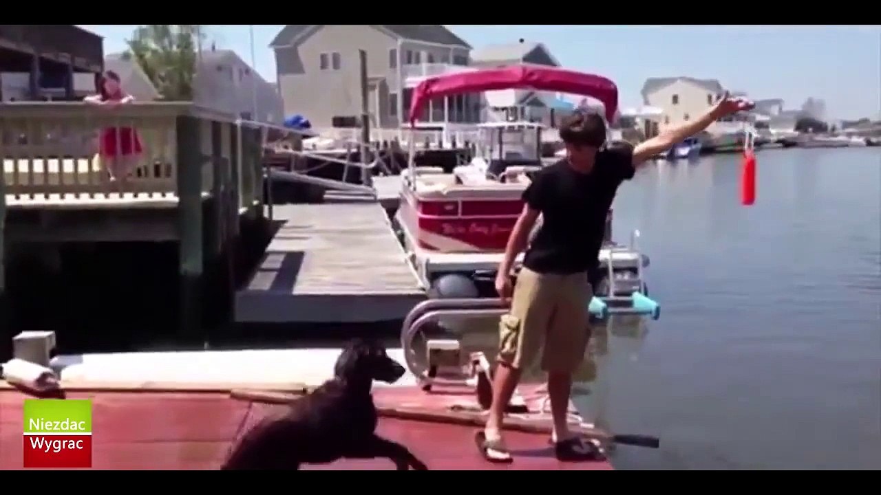 śmieszne zwierzęta   Funny Animals Compilation 2013