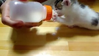 赤ちゃん猫 だんご（仮）8