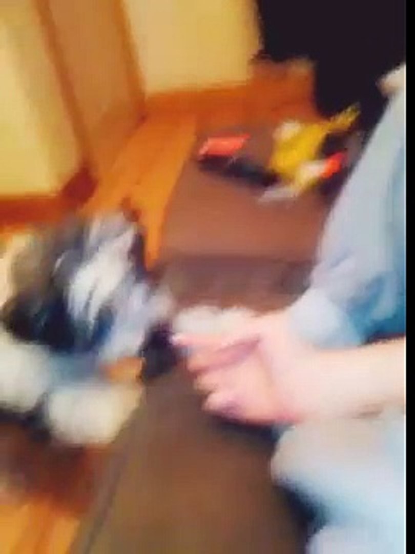 Funny Dog (Dog hates toothpaste?)