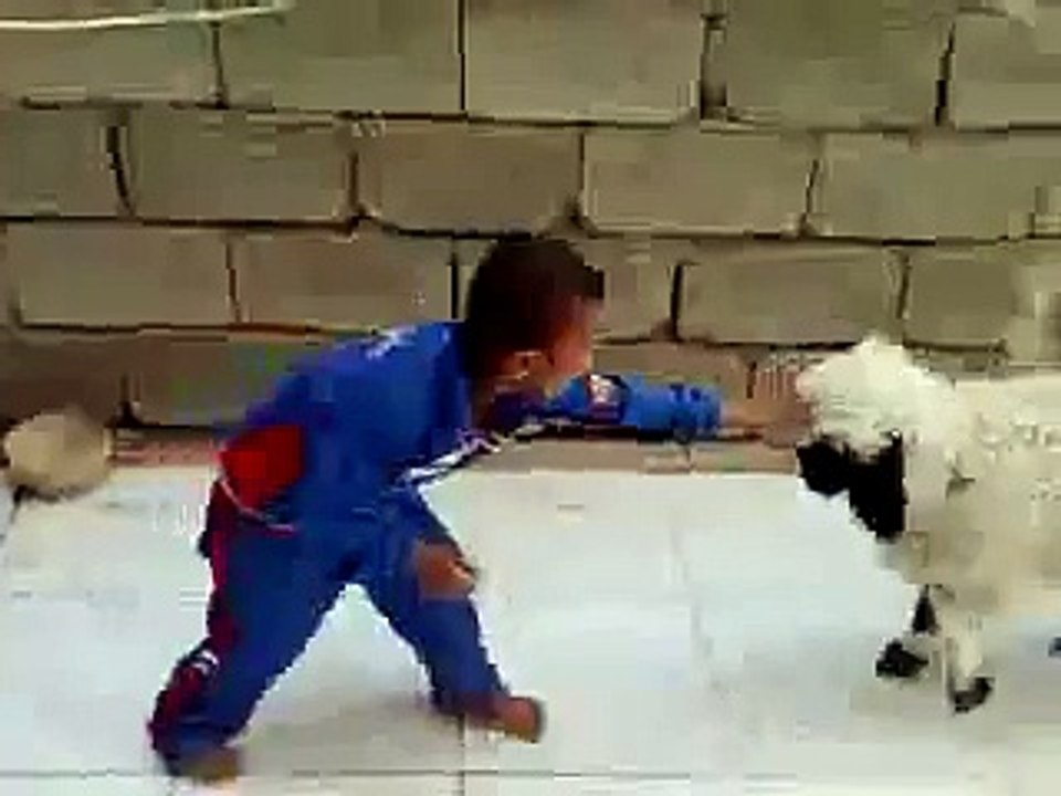 funny boy with sheep