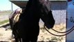 Is this the Wrong Way to Tie a Horse?  It depends? - Bad Horse Tie? - Rick Gore Horsemanship