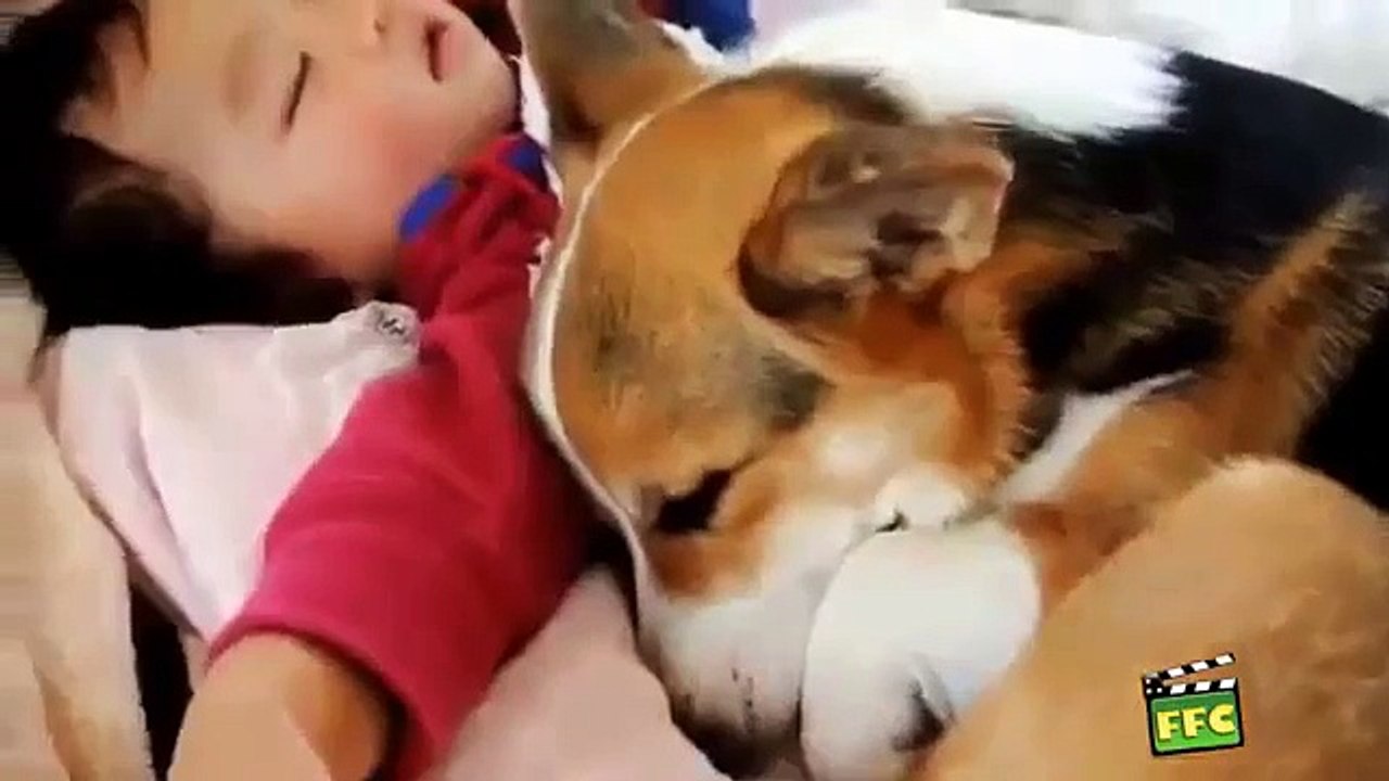 CUTE BABY LION VS TIGER..!!!