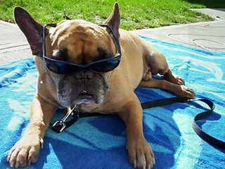 French Bulldog-Frenchie Memorial