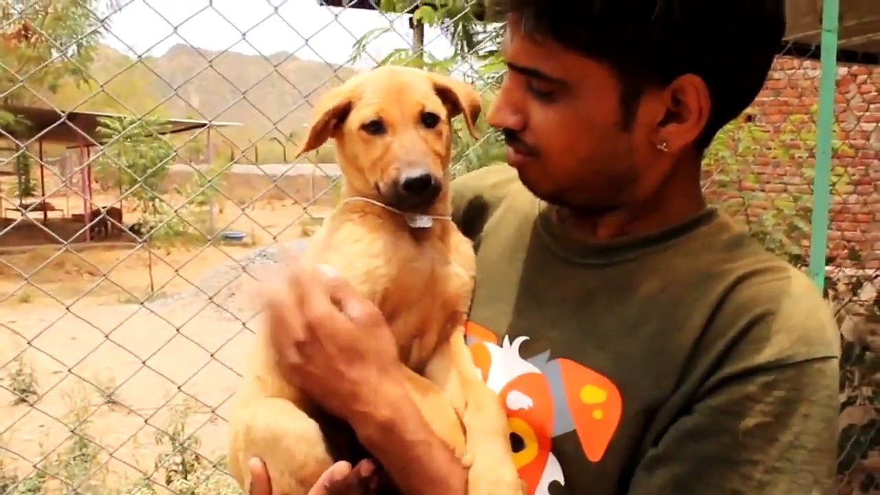 Caught on Tape Dog Saves Drowning Puppy | CUTE ANIMALS | Good Morning America | ABC News