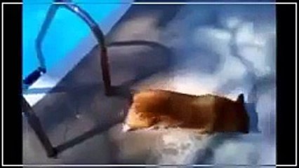 超絶元気でエネルギーをもらえる犬をご紹介w モチベーションが最高潮に高まるアニマルセラピー動画