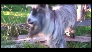 Top 10 Cute And Funny Animals 2015