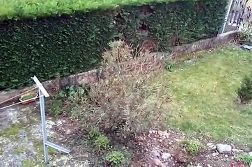 Aboiements non-stop... (barking all day...)