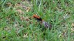 Wasp Carries Big Paralyzed Spider Climbs Fence!