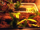 Tiger Salamander Terrarium and care with Green Tree Frogs