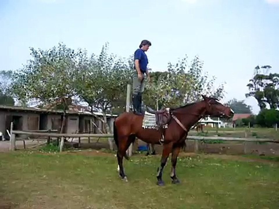 Doma Natural Argentina Horses
