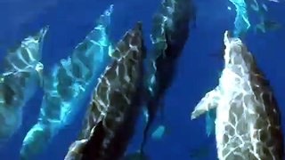 Golfinhos nos açores