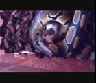 Königspython Yoshi tötet und frisst zwei Mäuse - Schlange beim Fressen (Python regius vs. Maus)