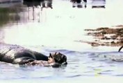Lion vs Hippo , Lion attack Hippo Brutal