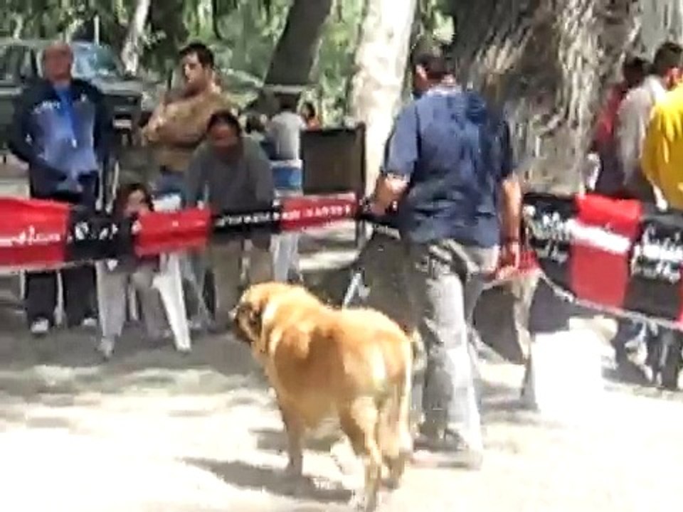 Mastines de Mastalaya.