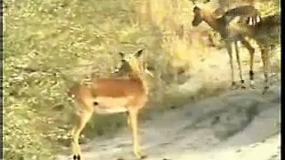 Jumping Impala