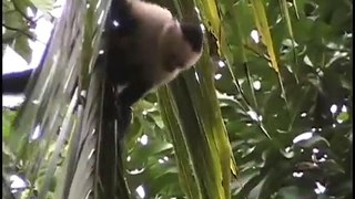 Howler Monkeys & Capuchin Monkeys - Cahuita  Costa Rica