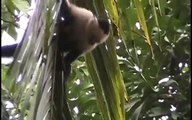 Howler Monkeys & Capuchin Monkeys - Cahuita  Costa Rica