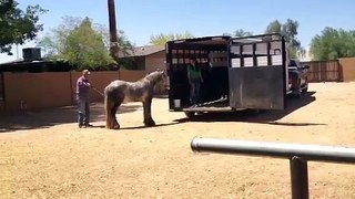 Gypsy horse first time loading into trailer