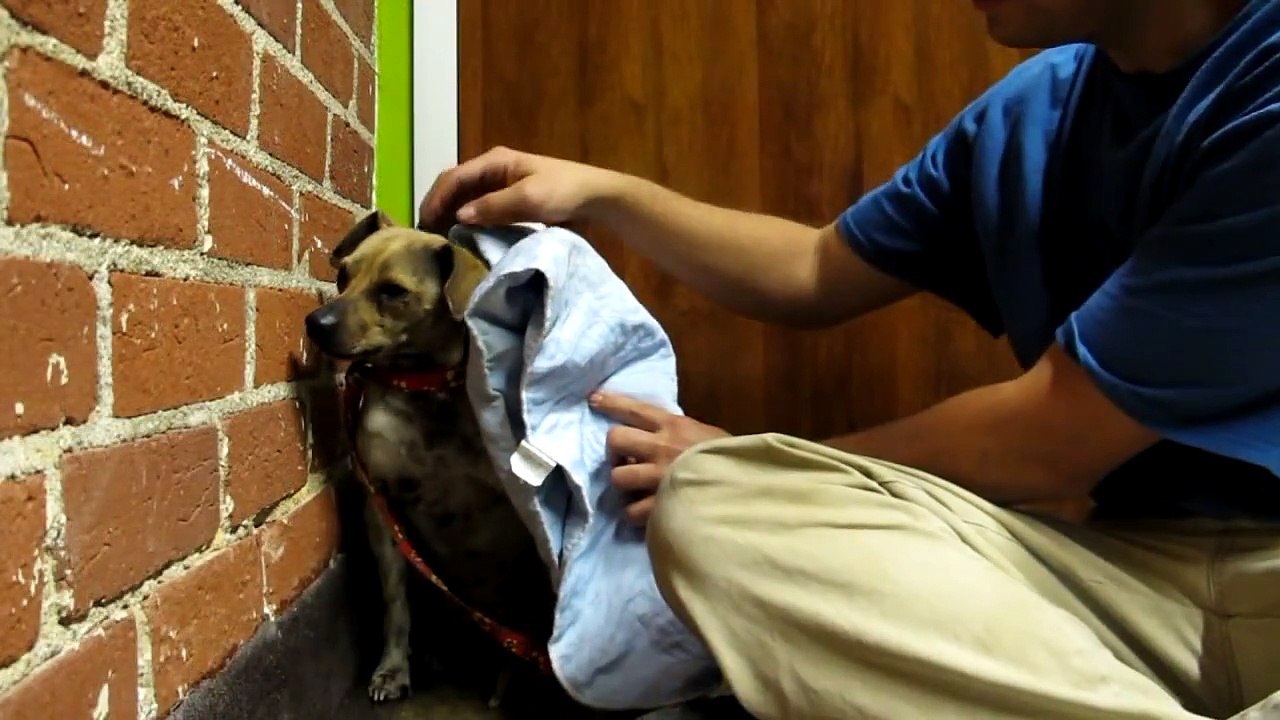 Hope For Paws & Bill Foundation celebrating a year of successful partnership.