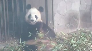 Giant Panda with his Bamboo Cigar