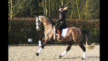DRESSAGE SPORT ANDALUSIAN PRE STALLION, 1.70 meter
