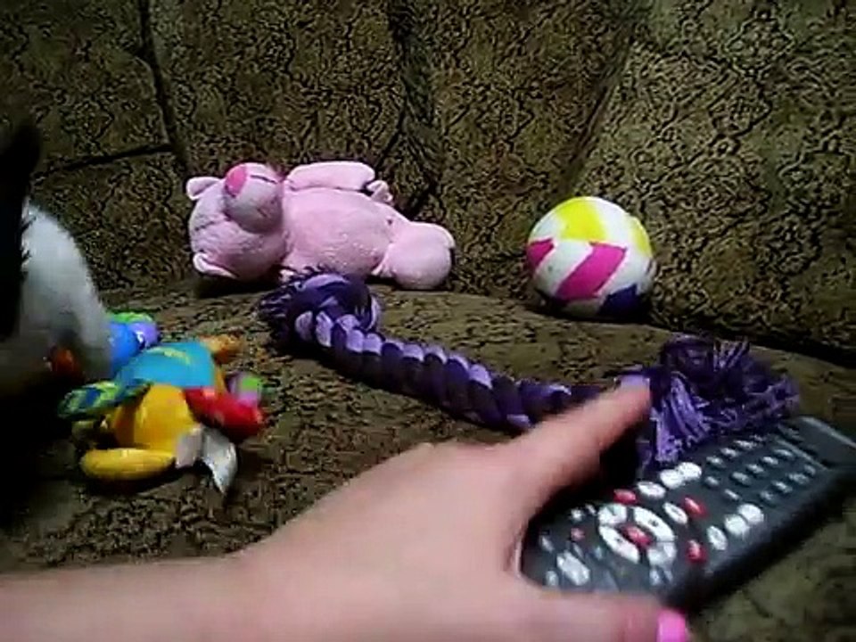 Tiny Paws OMG LOOK AT This little Teacup Chihuahua  SO SUPER small DOODLEBUG Pocket Puppy