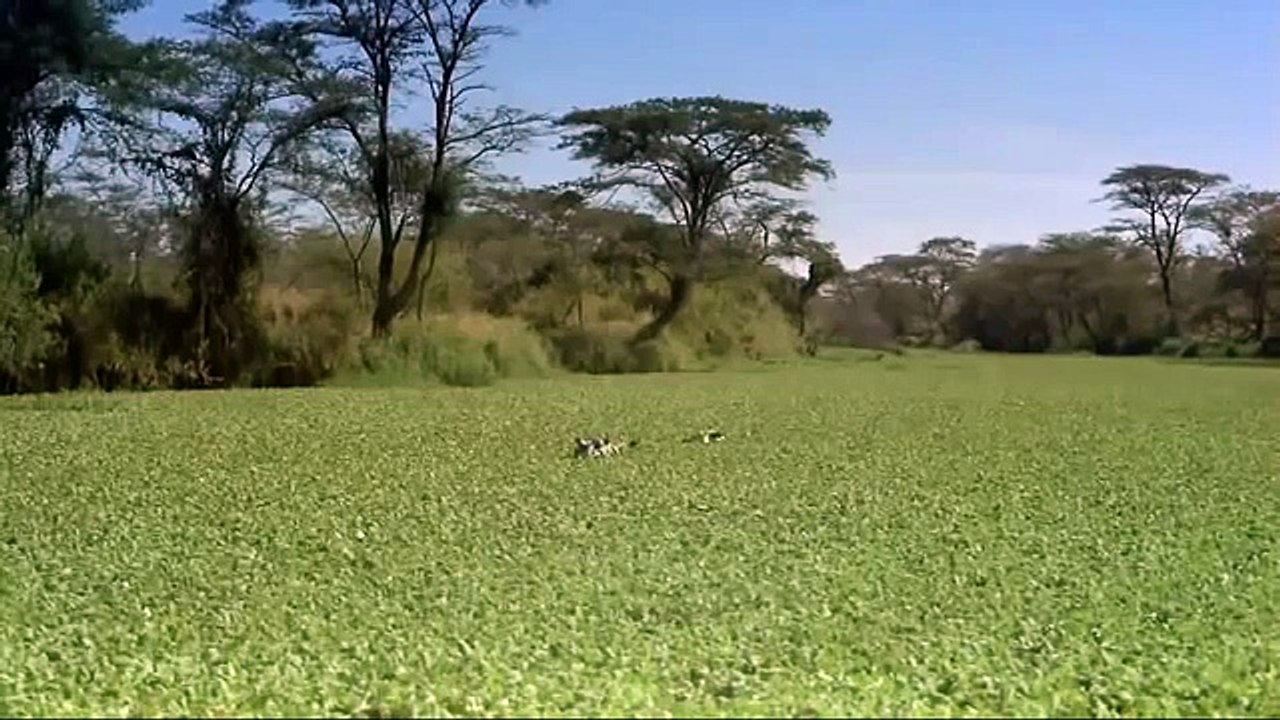 Paraiso animal el SERENGUETI parte 1 HD