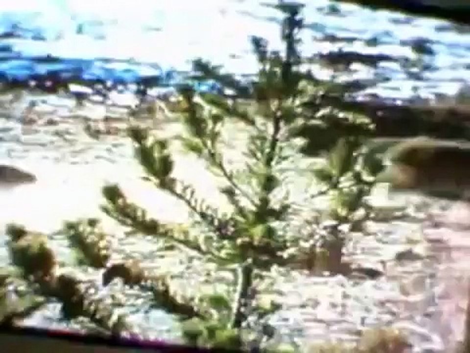 Wolverine vs wolves, wolverines kill, chase and destroys the cowardly animal wolves.