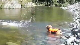 my bulldog can now swim in her lifejacket!