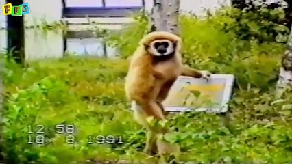 Top funny Animal Videos   Funny Animals Compilation   Funny cat videos   funny dog videos