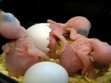 Baby Kookaburras hatching from the egg