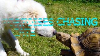 Tortoises chasing cats and dogs   Funny animal compilation