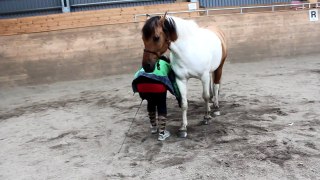 Teaching my horse to lay down