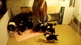 Border Collie-baby puppies
