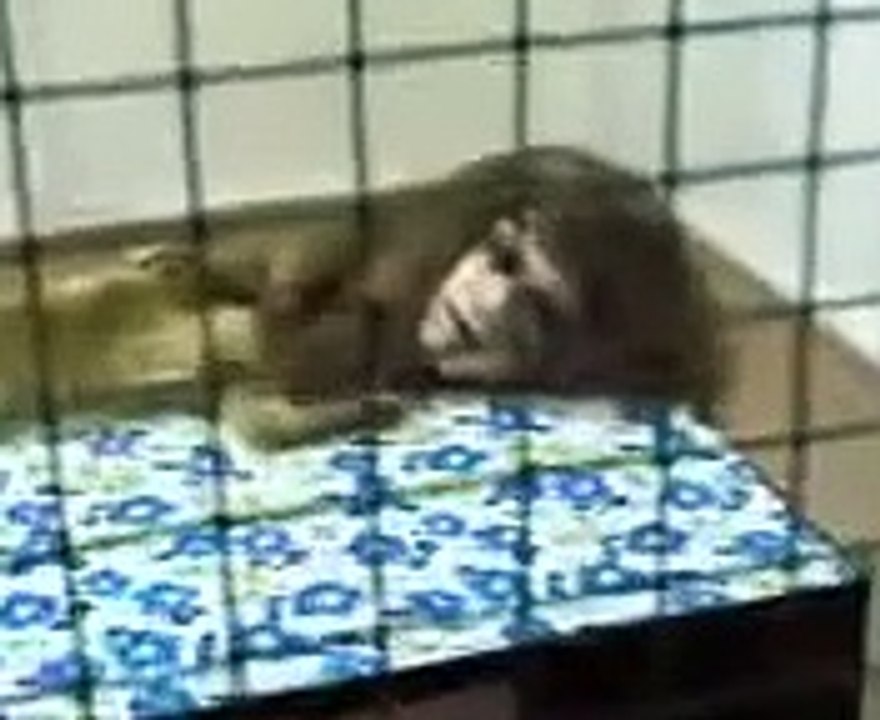 Criatura estranha capturada