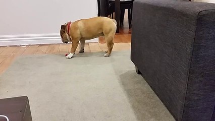 Spanky falls asleep standing up videostripe  Reviews