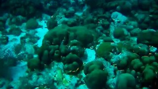 Parrot Fish Pooping Sand