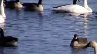Swans & Geese Honking on Big Lake 1