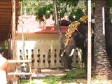 Elephant attack Varkala Temple BY Orange channel Varkala