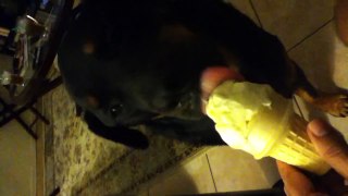 Rottweiler eats ice cream at home