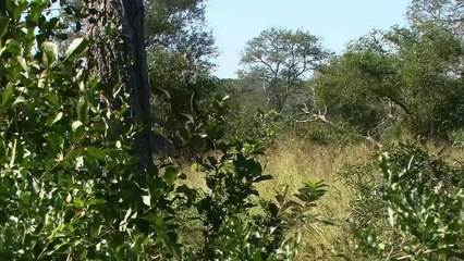 Smart flying landscapes-con musica da "beyond".wmv