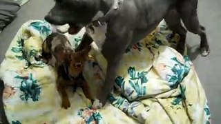 Violet the Pit Bull plays with new rescue arrival Luther the mini Dachshund
