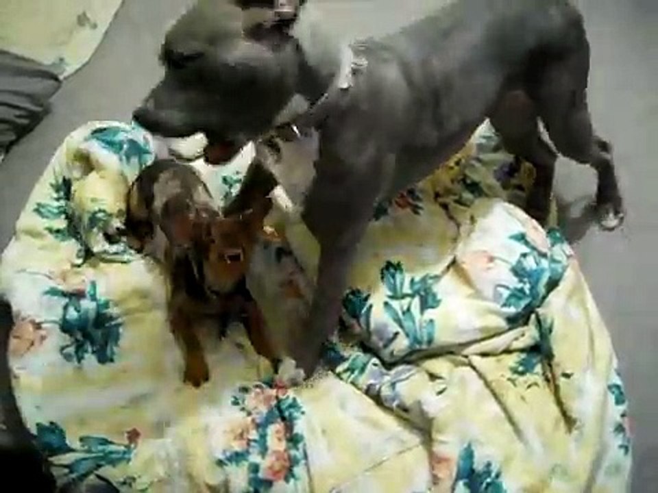 Violet the Pit Bull plays with new rescue arrival Luther the mini Dachshund