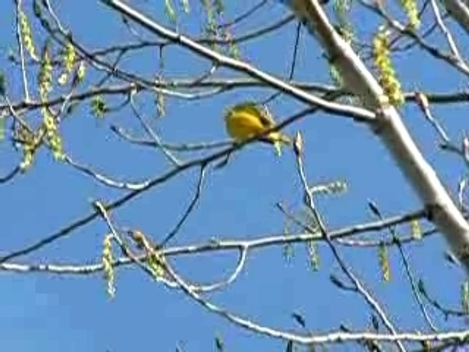 Paruline jaune