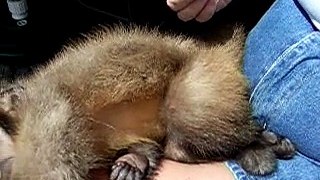 Carlos capuchin monkey in New Zealand