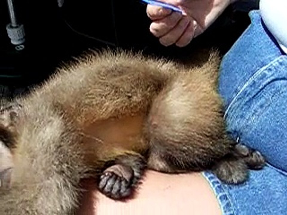 Carlos capuchin monkey in New Zealand